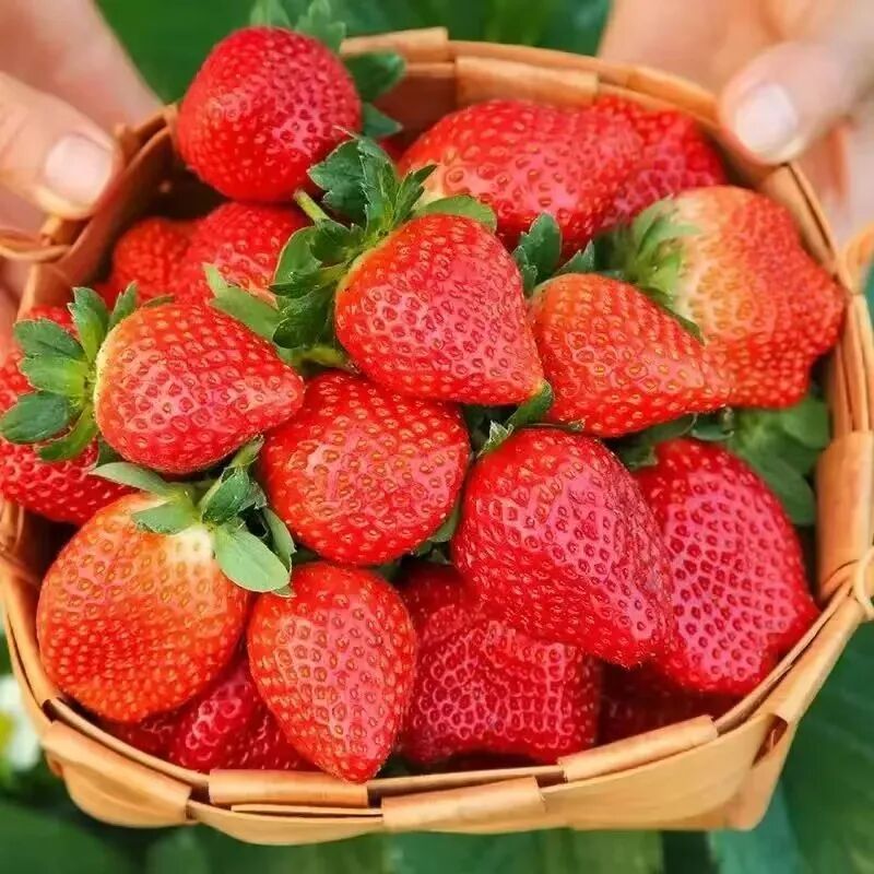 Strawberry Seeds | 200pcs Per Bag