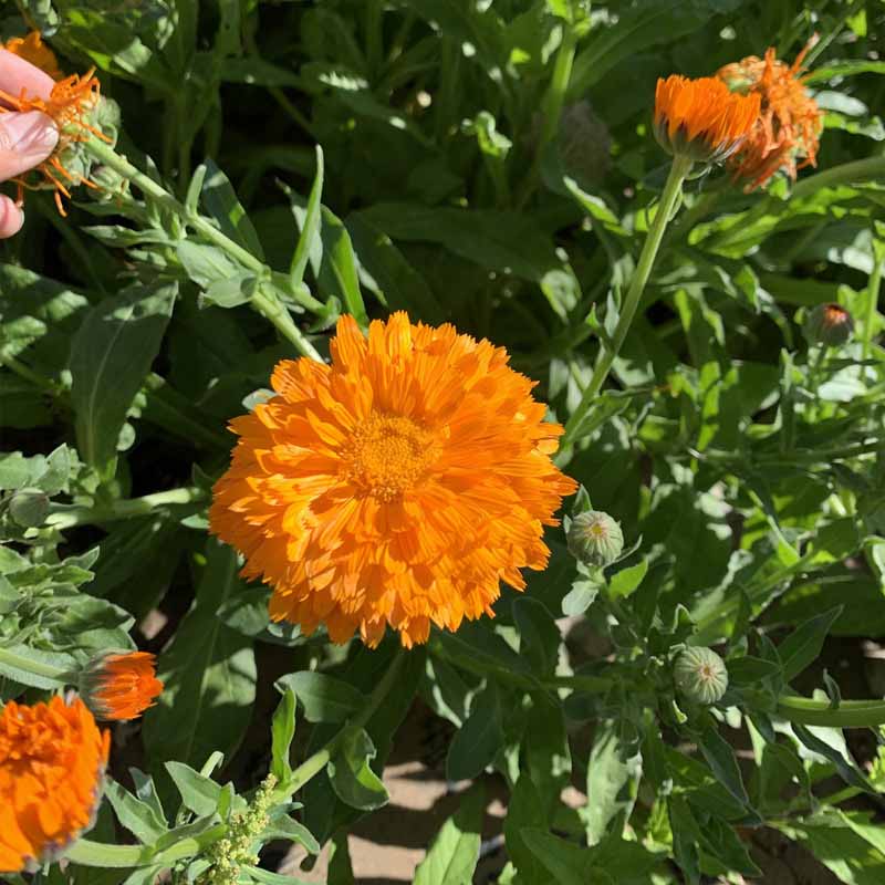Calendula seeds | 1000pcs Per Bag