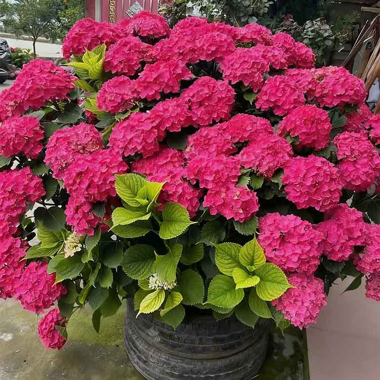 Hydrangea Seeds