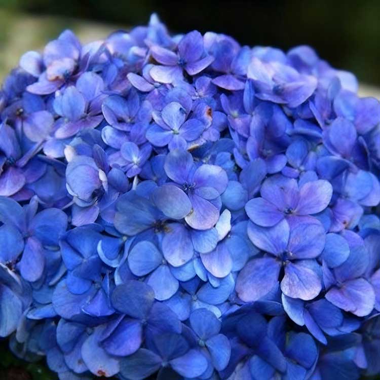 Hydrangea Seeds