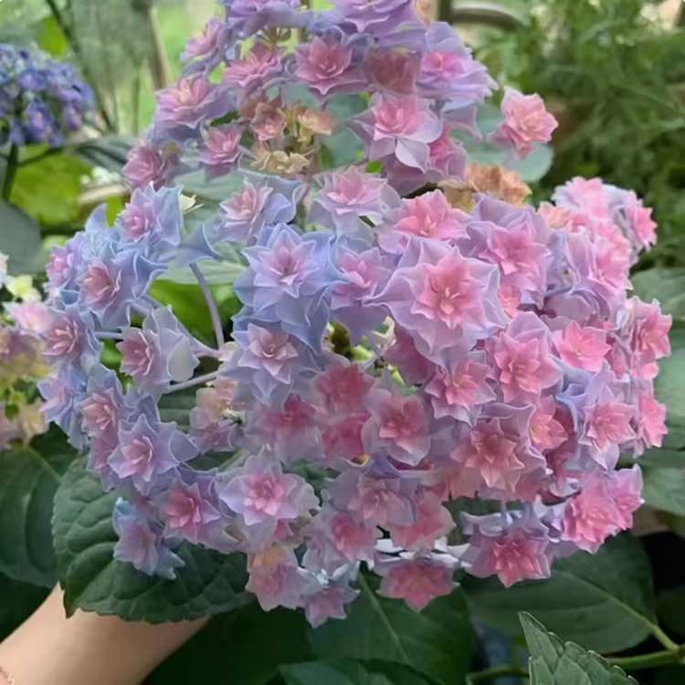 Hydrangea Seeds