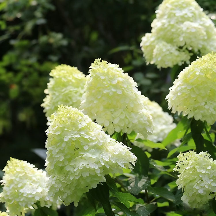 Hydrangea Seeds