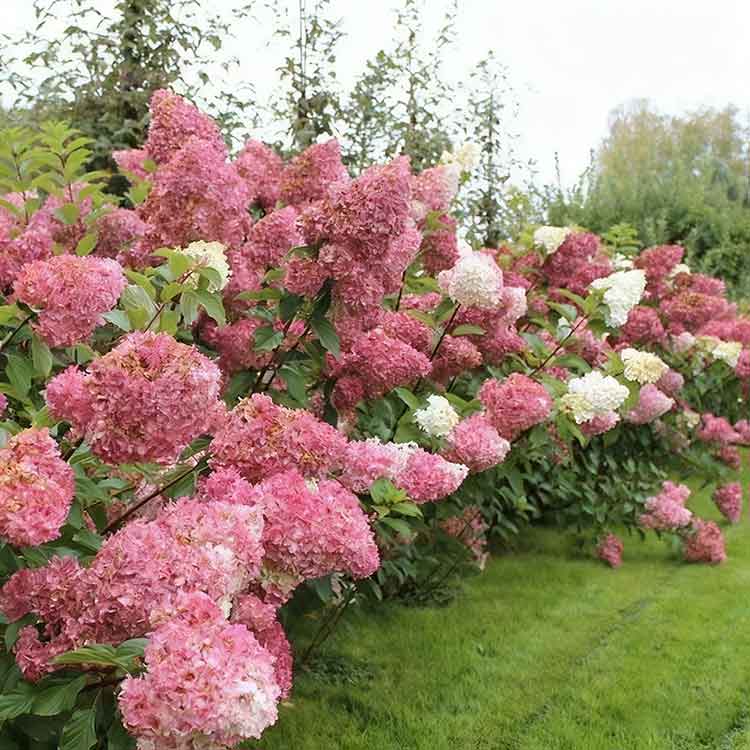 Hydrangea Seeds