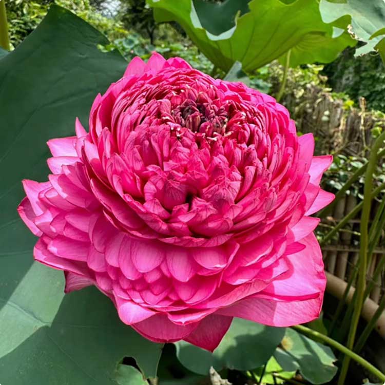 Bowl Lotus Seeds For Potted Plants