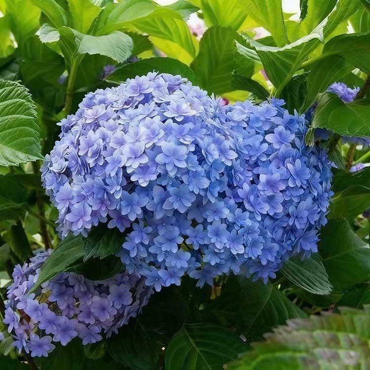 Hydrangea Seeds