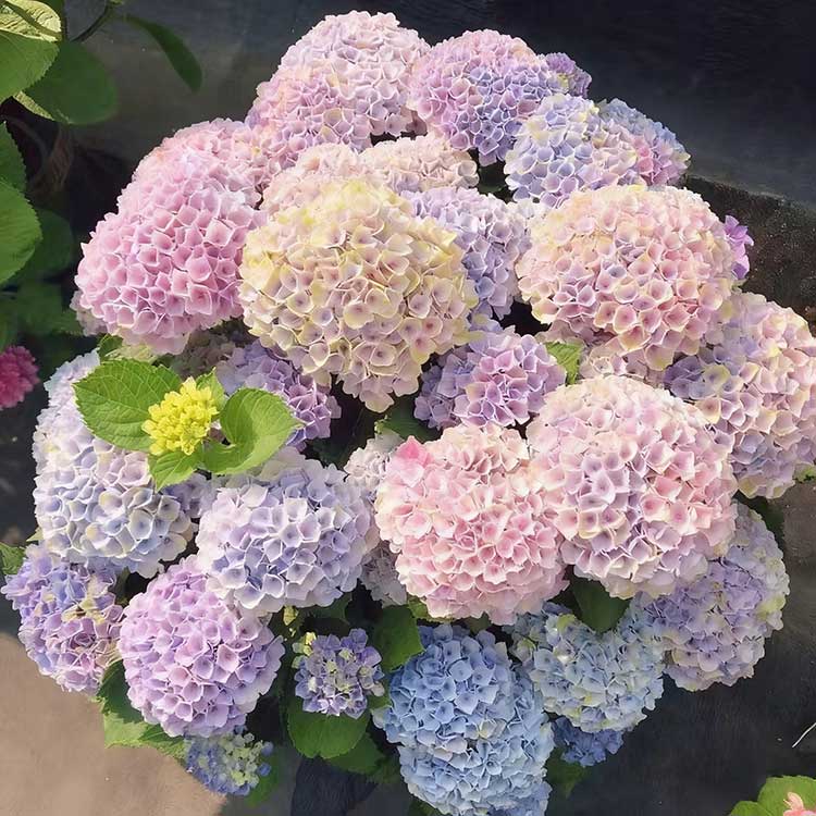 Hydrangea Seeds