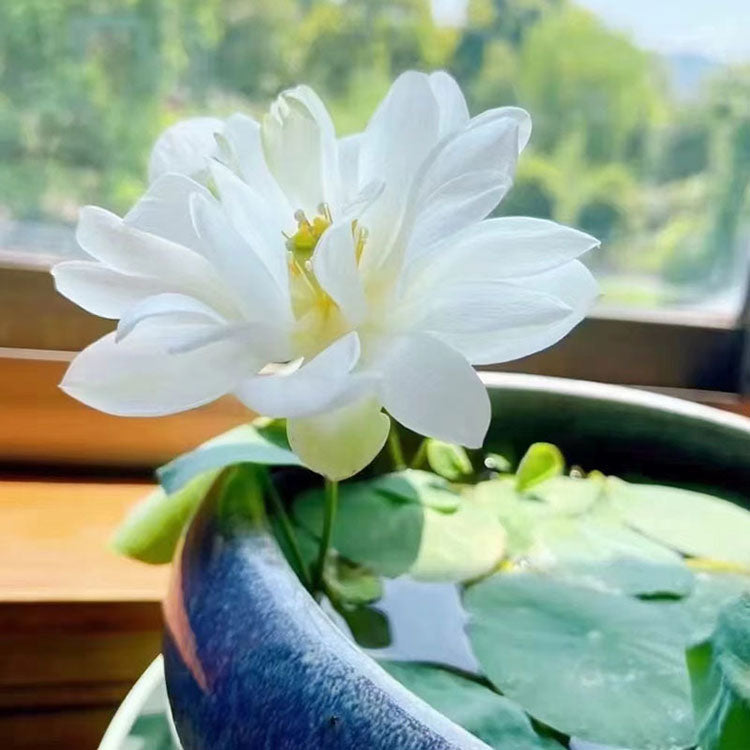 Bowl Lotus Seeds For Potted Plants