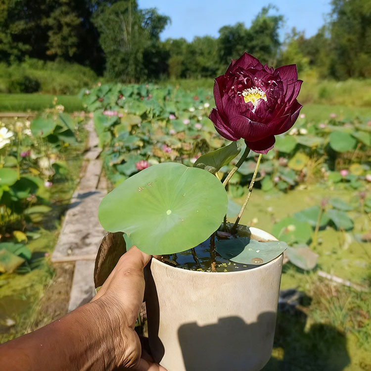 Bowl Lotus Seeds For Potted Plants