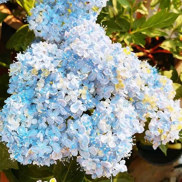 Hydrangea Seeds
