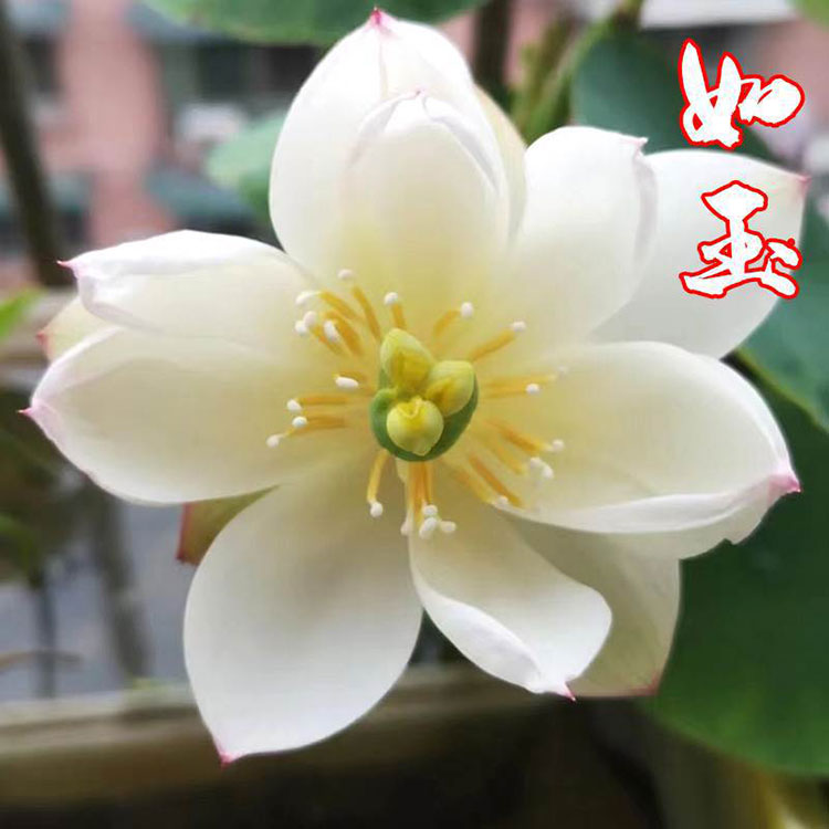 Bowl Lotus Seeds For Potted Plants