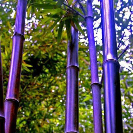 Bamboo seeds | 200pcs Per Bag