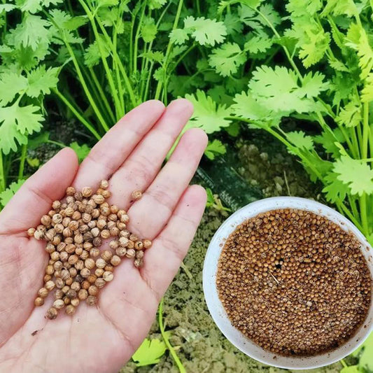 Coriander Seeds | 300pcs Per Bag