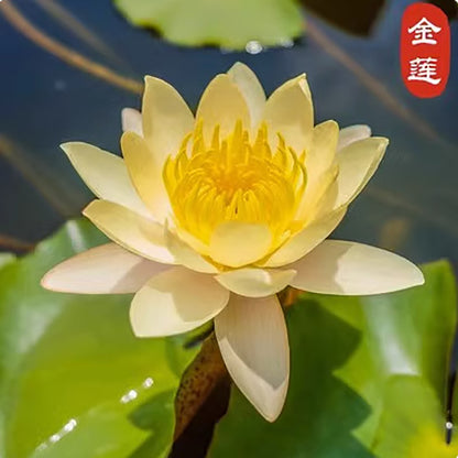 Water lily seeds | 50 Pcs per Pack