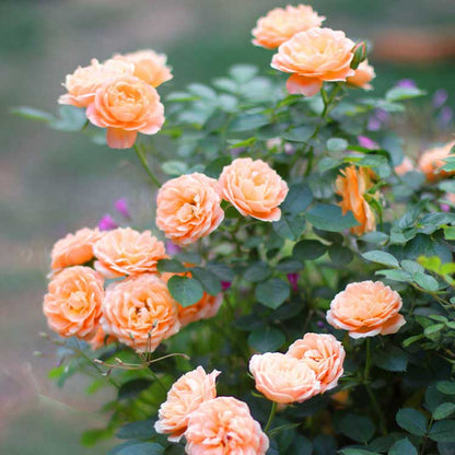 Climbing Rose Seed | 500 Pcs per Pack
