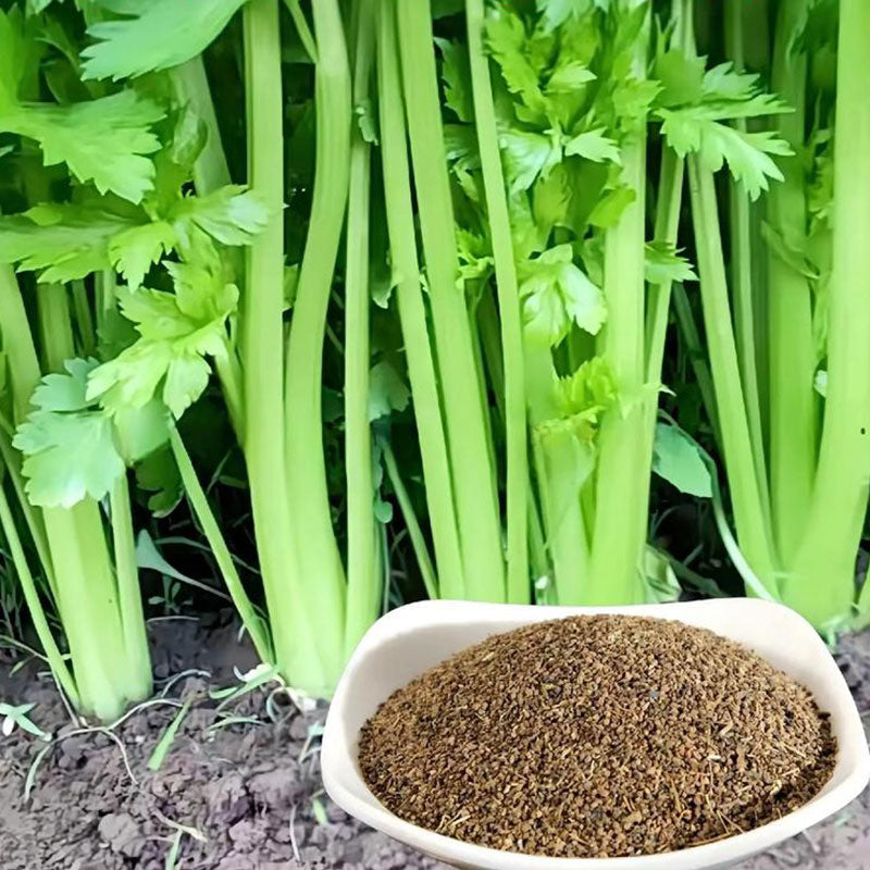 Celery Seeds | 2000pcs Per Bag