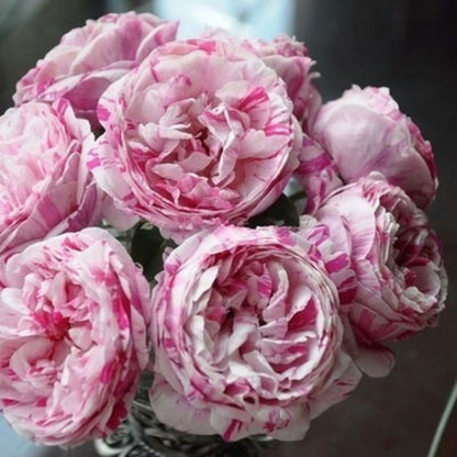 Climbing Rose Seed | 500 Pcs per Pack