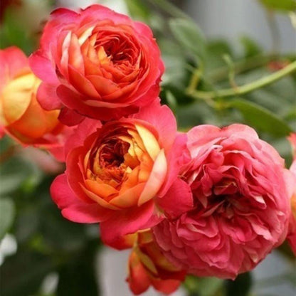 Climbing Rose Seed | 500 Pcs per Pack