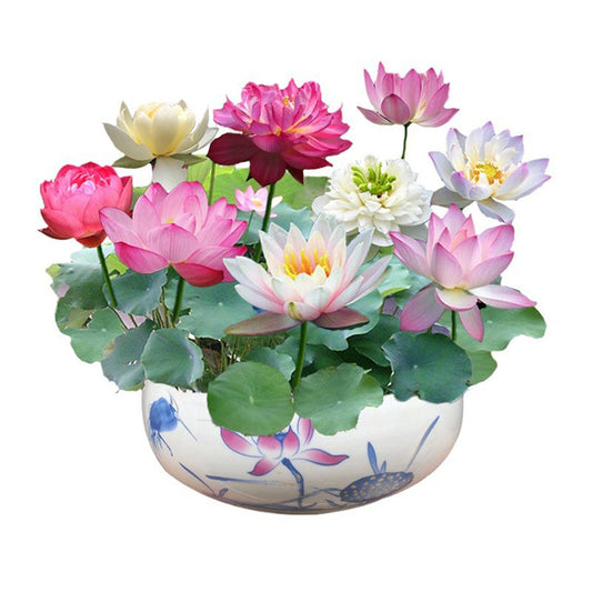 Bowl  Lotus Seeds For Potted Plants