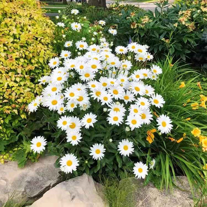Daisy seeds | 1000 Pcs per Pack