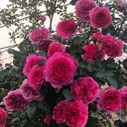 Climbing Rose Seed | 500 Pcs per Pack