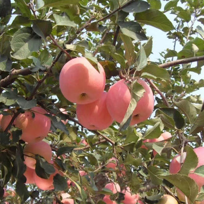 Apple Seeds | 20pcs Per Bag