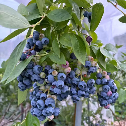 Blueberry Seeds | 100pcs Per Bag