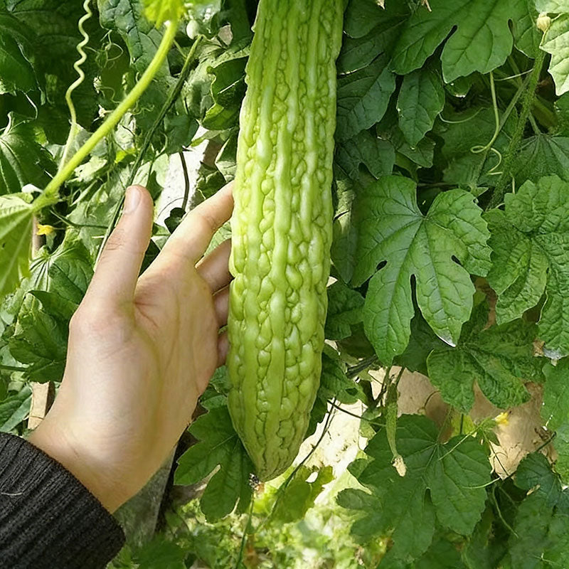 Bitter Gourd Seeds | 10pcs Per Bag