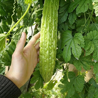 Bitter Gourd Seeds | 10pcs Per Bag