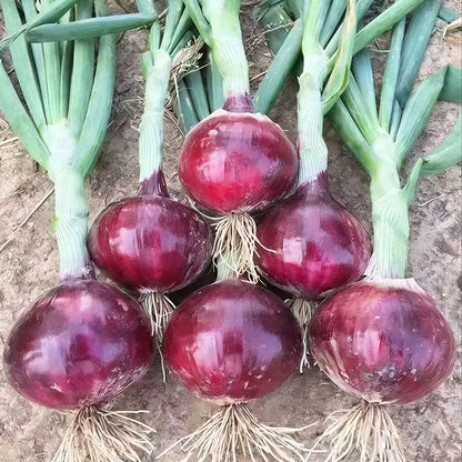 Onion Seeds | 500pcs Per Bag