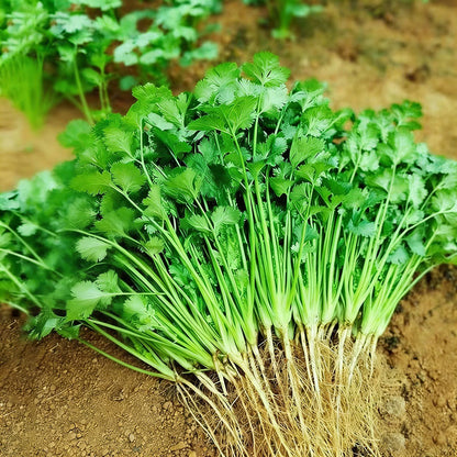 Coriander Seeds | 300pcs Per Bag