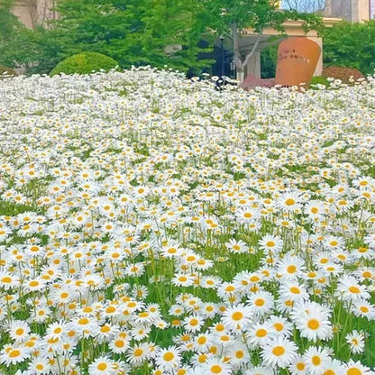 Daisy seeds | 1000 Pcs per Pack