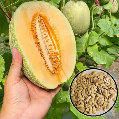 Hami melon Seeds | 50pcs Per Bag