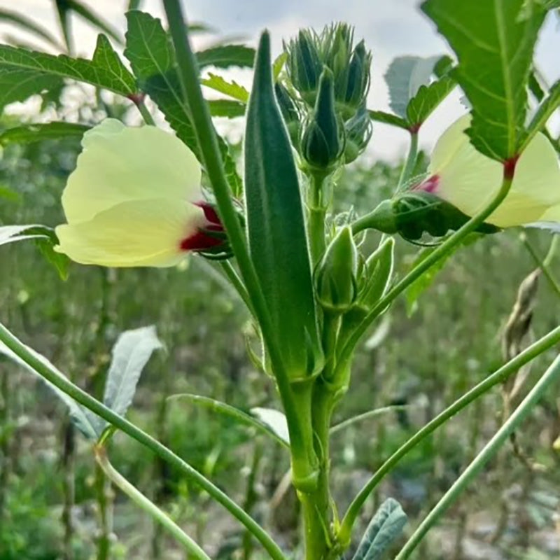 Okra Seeds | 90pcs Per Bag