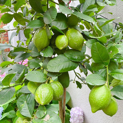 Lemon Seeds | 20pcs Per Bag