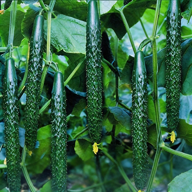 Cucumber Seeds | 50pcs Per Bag