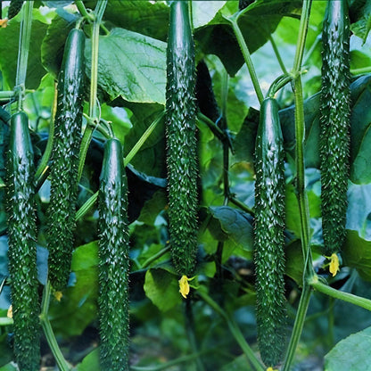Cucumber Seeds | 50pcs Per Bag