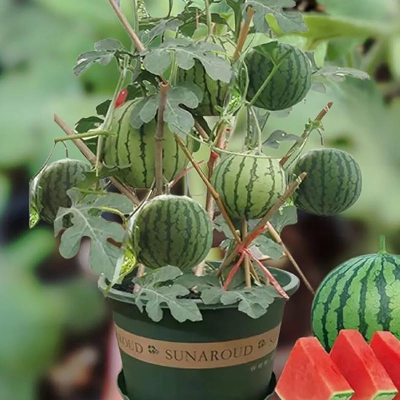 Watermelon Seeds | 40pcs Per Bag