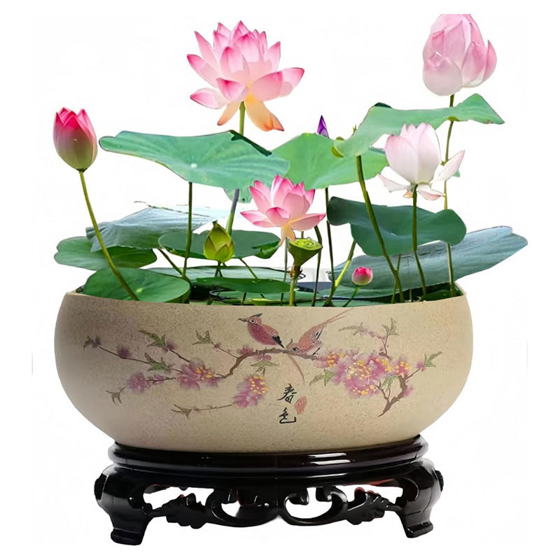 Bowl lotus | Miniature lotus Seed |50pcs Per bag
