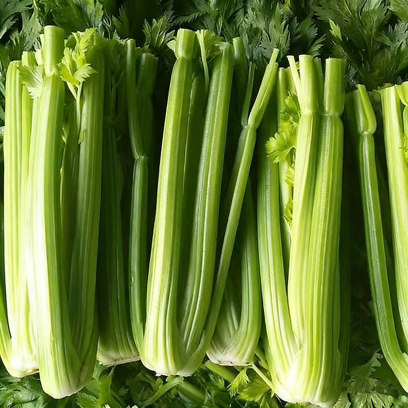 Celery Seeds | 2000pcs Per Bag