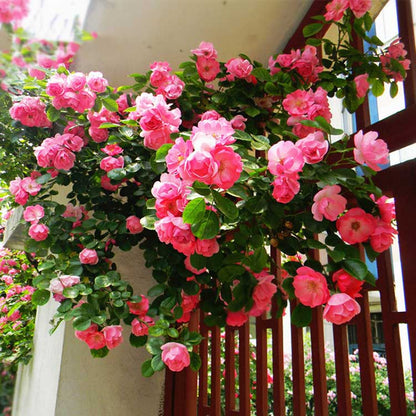 Climbing Rose Seed | 500 Pcs per Pack