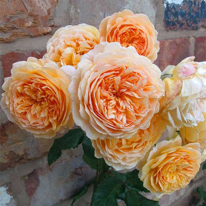 Climbing Rose Seed | 500 Pcs per Pack