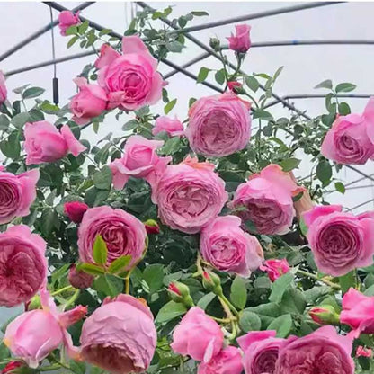 Climbing Rose Seed | 500 Pcs per Pack