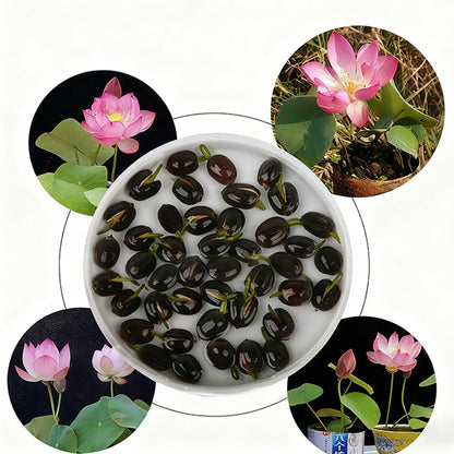 Water lily seeds | 50 Pcs per Pack