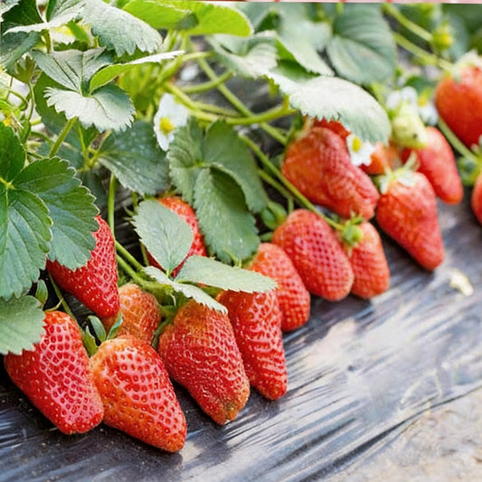 Strawberry Seeds | 200pcs Per Bag