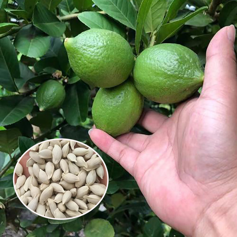 Lemon Seeds | 20pcs Per Bag