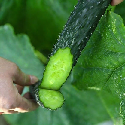 Cucumber Seeds | 50pcs Per Bag