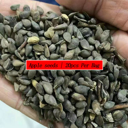 Apple Seeds | 20pcs Per Bag