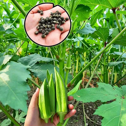 Okra Seeds | 5 grams Per Bag (approximately 90 grains)