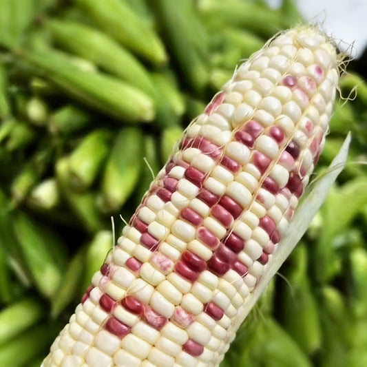 Corn Seeds | 40pcs Per Bag