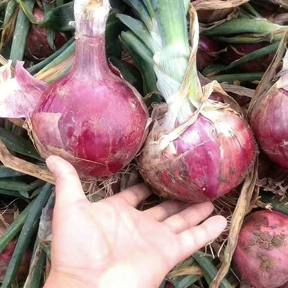 Onion Seeds | 500pcs Per Bag